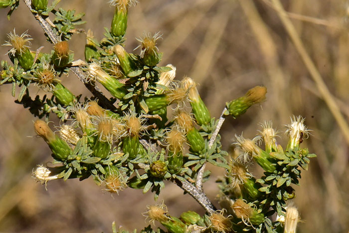 Yerba de Pasmo is a shrub that grows on erect stems up to 3 feet high with a stiff habit and rough gray bark evenly branched with thick woody crowns. Baccharis pteronioides